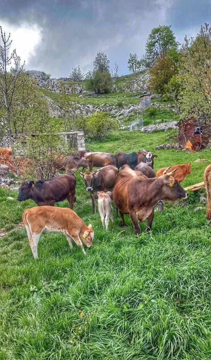 Konak Umoljani Daire Dış mekan fotoğraf